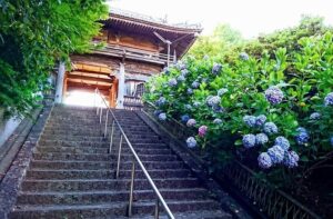 泉南の長慶寺はあじさいで人気有名な寺社仏閣！紫陽は6000数で厄除け階段もある