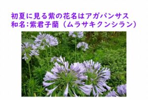 初夏に見る紫の花名はアガパンサス 和名:紫君子蘭（ムラサキクンシラン）